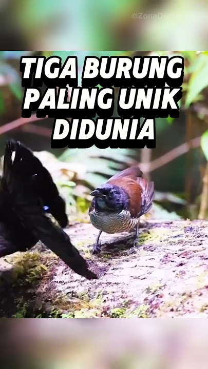 Tiga Burung Paling Unik Didunia #burungkecapi #burungpayungberjenggerpanjang #riflebird