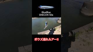 シーバス坊主逃れルアー‼︎ 釣り fishing シーバス