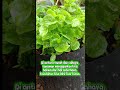Hijau di halaman, sehat di piring 🌿 #urbangardening #kebun #sayuran
