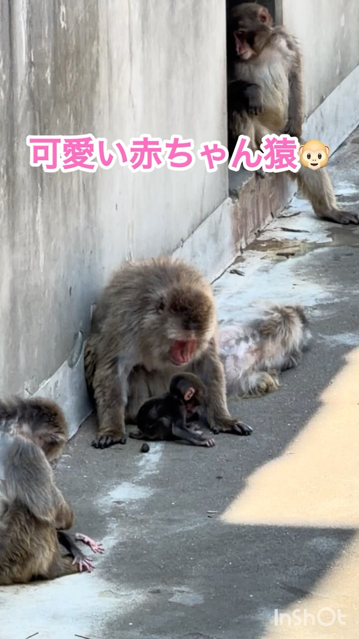 可愛い赤ちゃん猿🐒 - YouTube