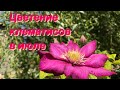 Цветут клематисы ВИЛЬ ДЕ ЛИОН и РУЖ КАРДИНАЛ 🌸 в новой цветочной клумбе 🌸