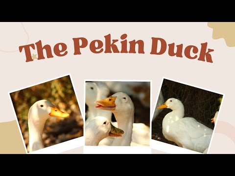 Video: Alt du trenger å vite om Pekin Ducks
