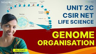 CSIR NET Life Science Unit 2C - Genome Organization Important PYQ + Solution