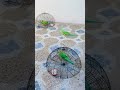 #parrot 🦜🦜🦜#foryou #birdsinlove #nonstoptalkingparrot #viralvideo #lovingbirds #birdsinloveimages