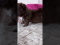 Милые песики #cute #automobile #бакунов #music #cat #dance #moonwalk #prank #хит #залити
