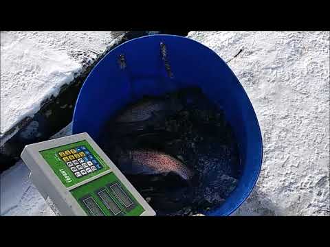 Клёвое место (Савельево) Форель в садках, готова к ближайшим запускам.