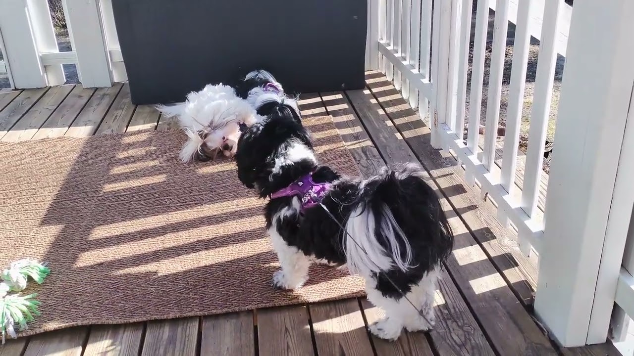 (Shih Tzu) Heat drama