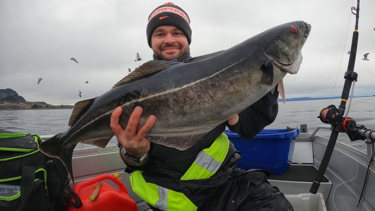 Fjordafiske: Episode 16 - «Seiafest på Bjørnafjorden»