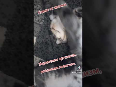 Совет от Денчика,как укрепить организм. Смешное короткое видео с котиком.