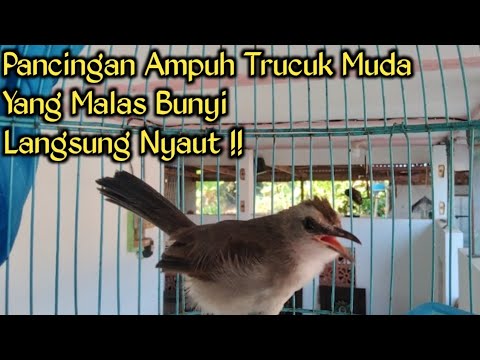 Suara Trucukan cuk cuk ngeriwik uplik sangat pandai memancing trucukan lain