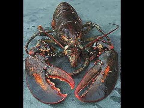 LOBSTER.How to prepare and cook a live lobster. master chef