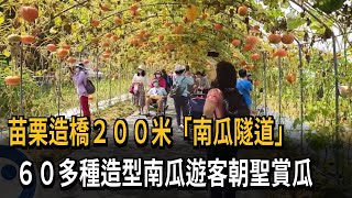 苗栗造橋２００米「南瓜隧道」　６０多種造型南瓜遊客朝聖賞瓜－民視新聞