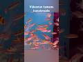 Bursa Çipet Petshop Güncel Balık Fiyatları | Gökkuşağı Tetra ve Denisoni balığı fiyatları