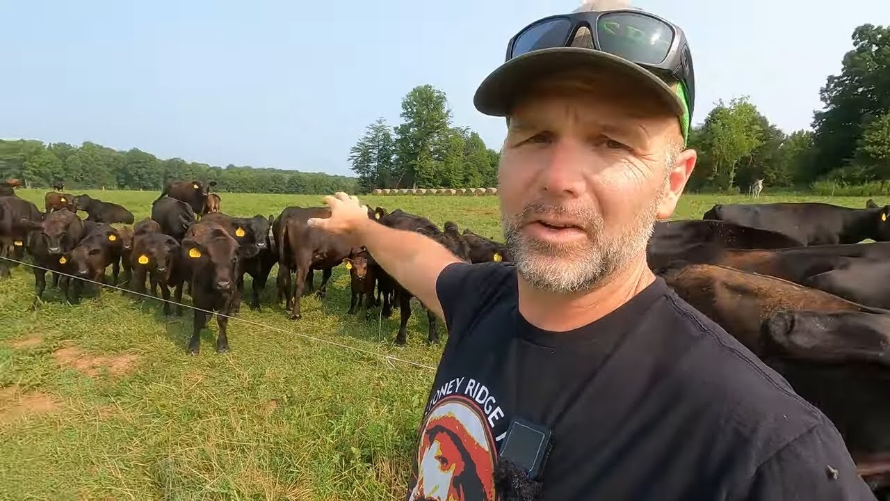 Yellowstone? Yeah Right! A Real Day On A North Carolina Ranch | Hard Work Without Fake Drama