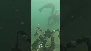 When Sealion Wants You Camera... #Nauticam #Sealions #Seal #Scubadiving #Scuba #Animals #Underwater