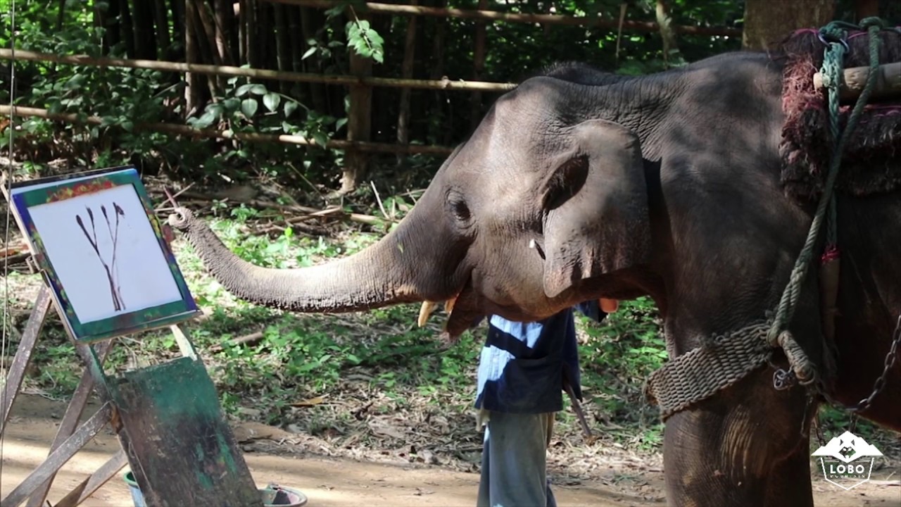 Elephant Painting THAILAND!! Amazing! (การวาดภาพช้าง) YouTube