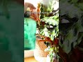 Keep Your Calathea Rattlesnake Happy: Temperature & Humidity Tips 🌿#CalatheaRattlesnake #houseplants