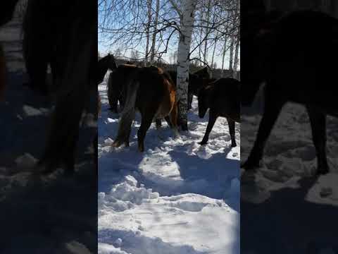 Солонец для лошадей, соль лизунец. #Shorts