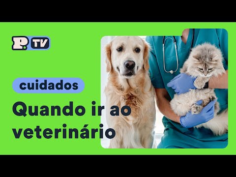 Vídeo: Devo levar meu cachorro ao veterinário?