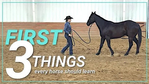 The FIRST 3 THINGS every horse should learn!
