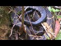 Bothrops Jararacussu | Reserva Ecológica Tatanka