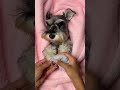 Dreamy Miniature Schnauzer Paw Spa