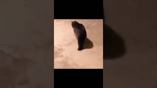 Cat Crush Ball Under Her Cats And Dogs Funny Clips