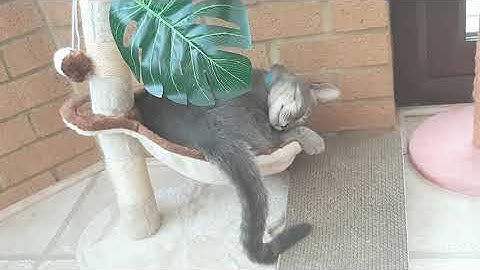 💤🥥Slapen in de kokosnoot met Grigio 🐈- 😻🐈‍⬛ Meneer Darcy, knappe smokingkat