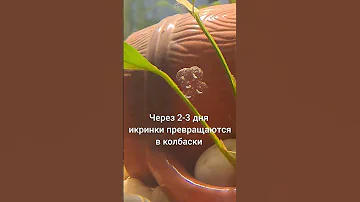 Как рождаются тритоны