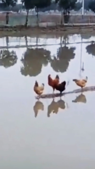 Every Hen Has Her Way! 🐔 Crossing the Submerged Field Ridge!