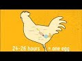 Eggs 101 - Hens: The Making of an Egg
