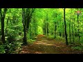 Forest  4k  sht media  4k