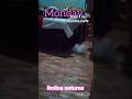 part-1 #vlog #sorts#donadecasa