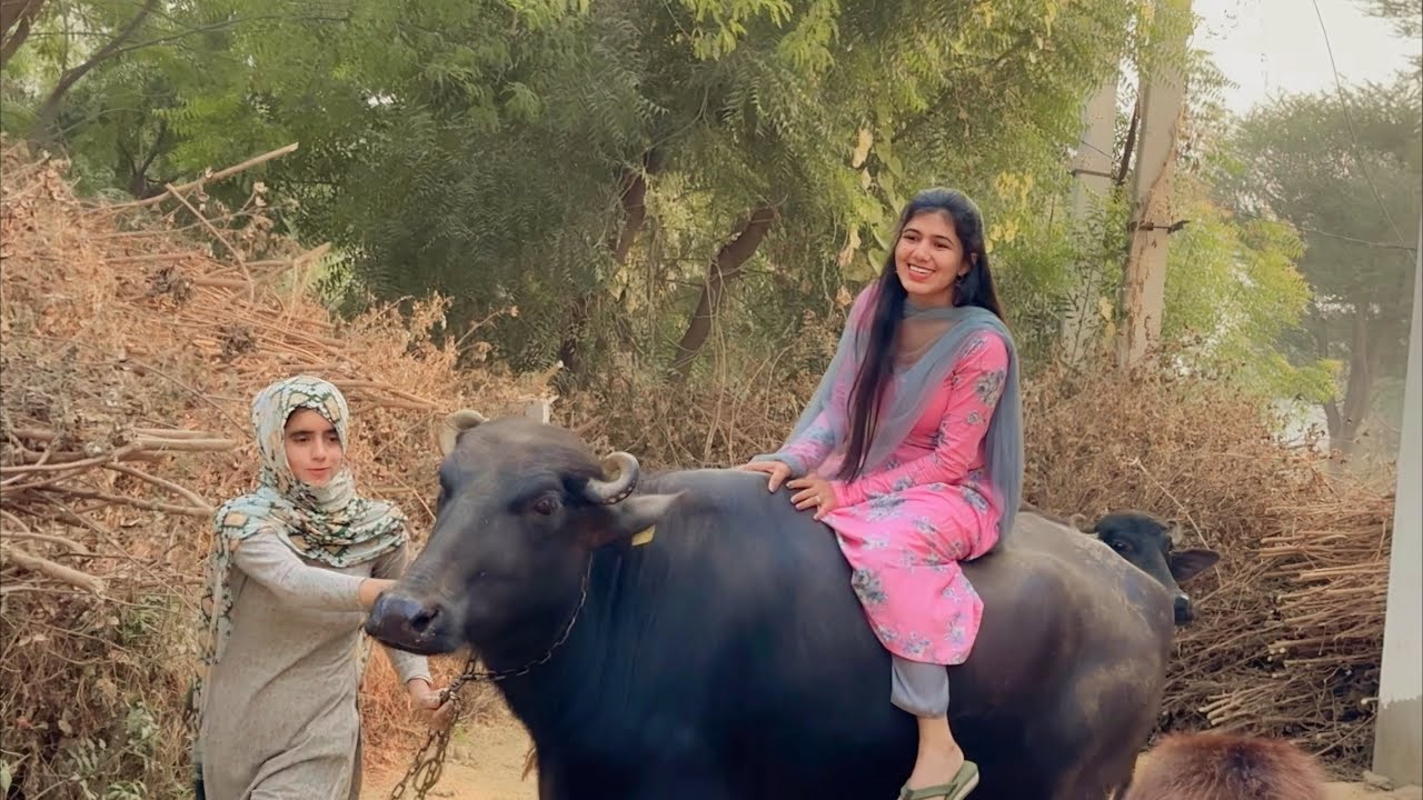 Beautiful Girl Buffalo Riding / Unseen Haryanvi Village Life || Manvi Singh Vlogs || 