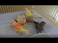 Bird Focus - Bourkes Parakeet - Diet, Breeding and Colours