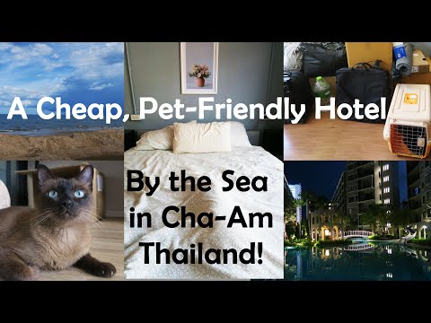 Pet-Friendly Hotel On the Beach! + Moving to Hua Hin With a Cat!