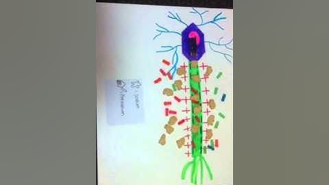 Action Potential Modeling Project Bio 201