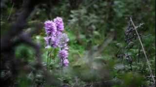 Na'ili ahla zahra - نقيلي احلى زهرة