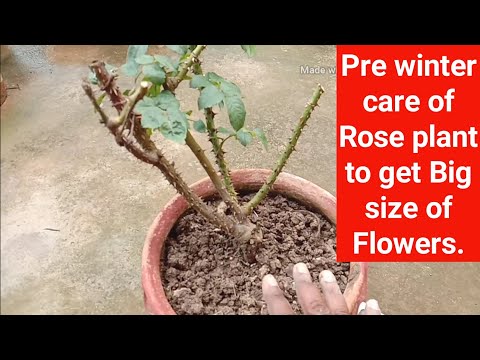 वीडियो: सर्दियों के लिए प्रूनिंग क्लाइम्बिंग गुलाब: शुरुआती लोगों के लिए पतझड़ में चढ़ाई वाले गुलाबों की छंटाई के टिप्स। आश्रय को सही तरीके से कैसे बनाया जाए? छंटाई के लिए गुलाब कैसे तैयार