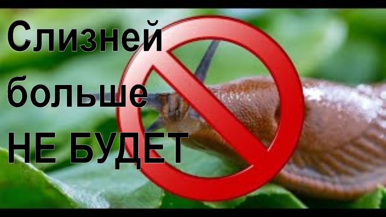 Слизни и улитки. Мадагаскарские слизни. Слизень arion lusitanicus. Улитки средства борьбы. Брюхоногие моллюски слизни.