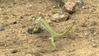 Chameleon Pretending To Be Gr