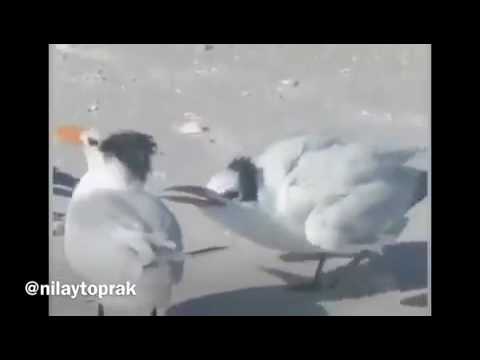 Üç milyar yedi yüz elli milyon martı versiyonu😂😂