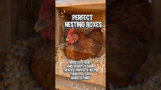 Perfect Chicken Nesting Boxes: Simple Tips for More Eggs &amp; Happier Hens!