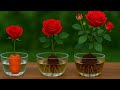 How to grow rose plant at home fertilizer
