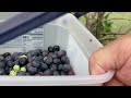 How to Pick Blueberries Faster