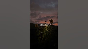 {وَاصْبِرْ نَفْسكَ مَعَ الَّذِينَ يَدعُونَ رَبَّهُمْ بِالْغدَاةِ والْعَشِيِّ﴾سورة الكهف ياسر الدوسري