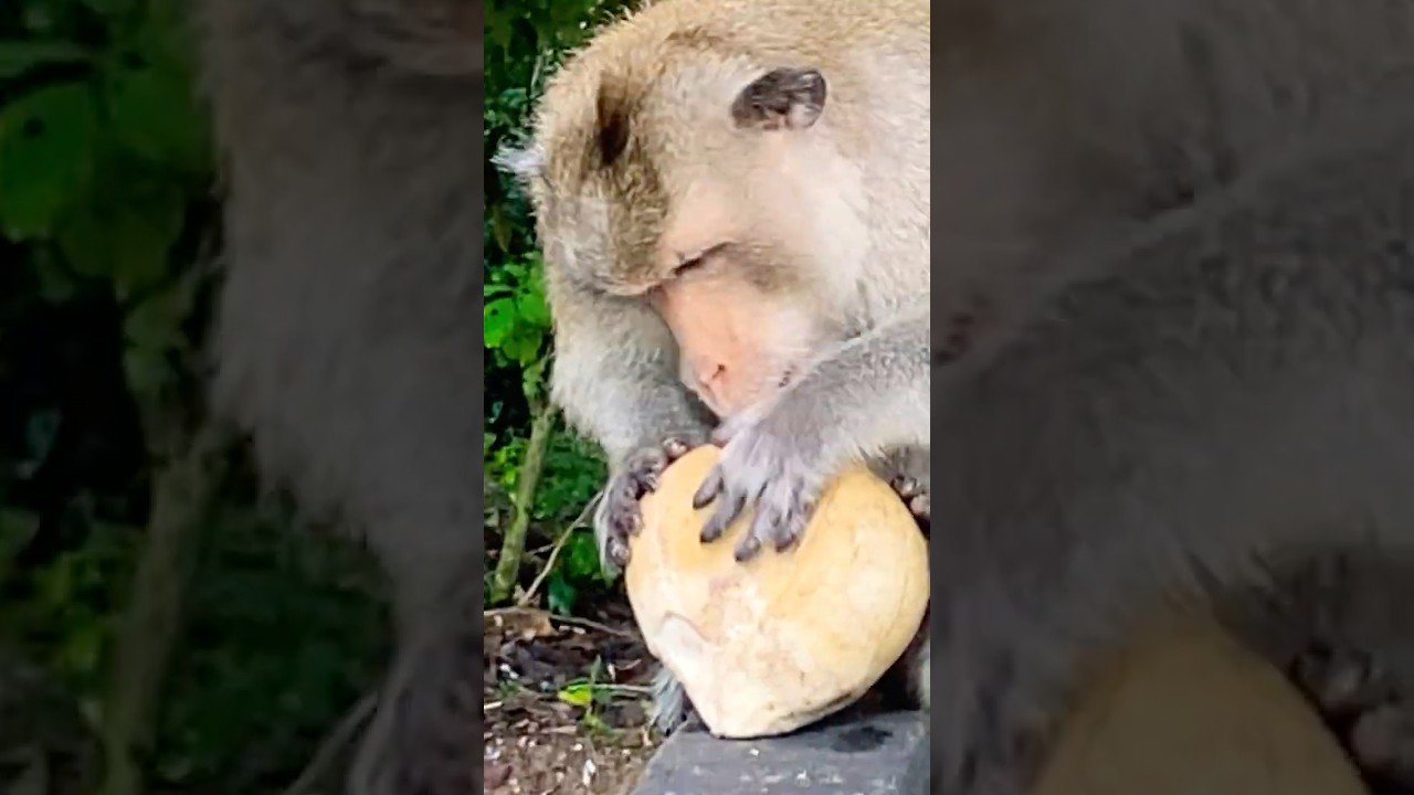Two poor monkeys trying to break coconuts for their breakfast 