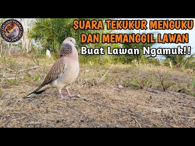 SUARA TEKUKUR MENGUKU DAN MEMANGGIL LAWAN BUAT LAWAN NGAMUK class=