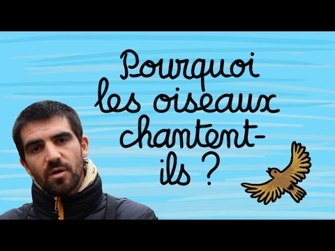 Pourquoi les oiseaux chantent-ils ? - Question Naturalix#2