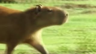Ok I Pull Up Capybara Meme